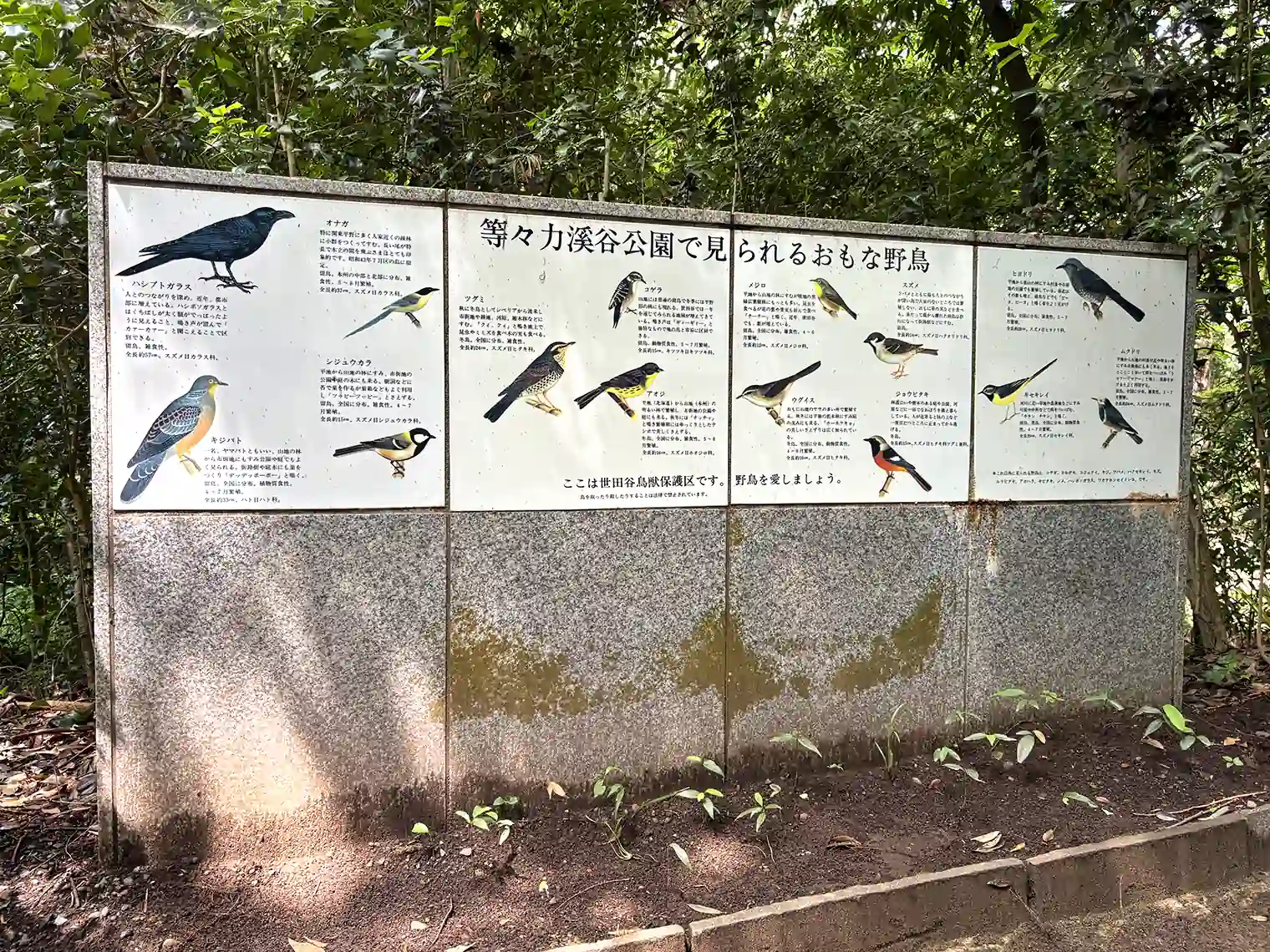 等々力渓谷公園で見られる野鳥
