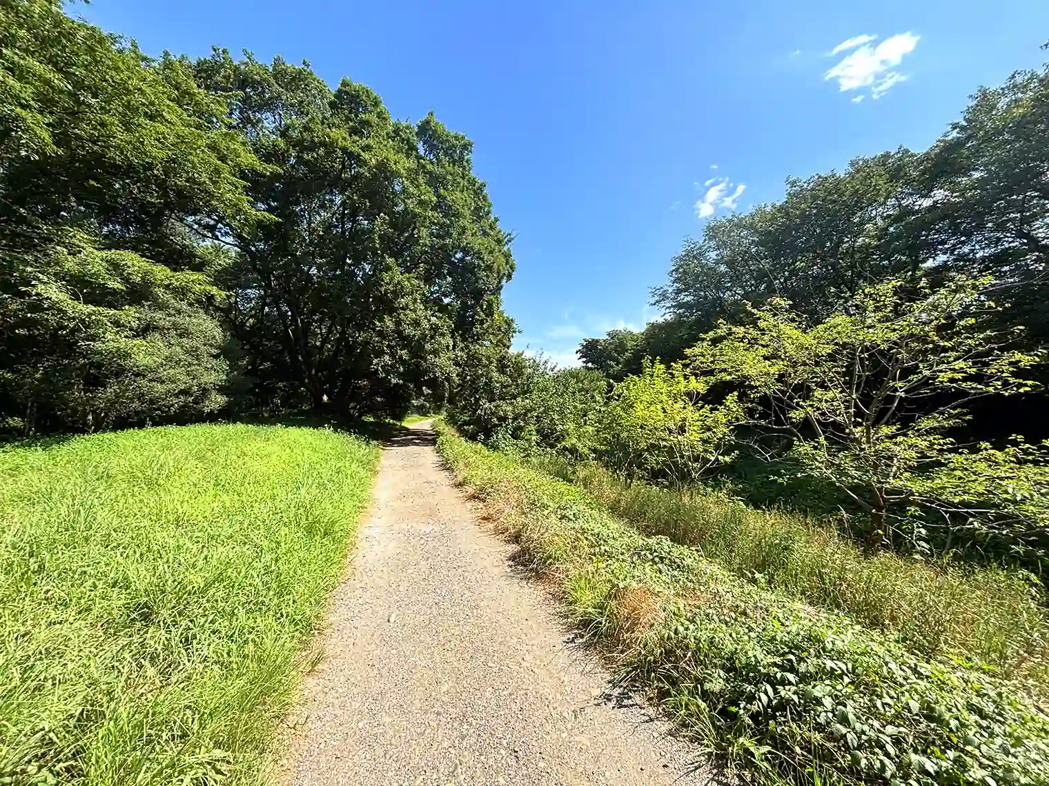 野川沿いの遊歩道
