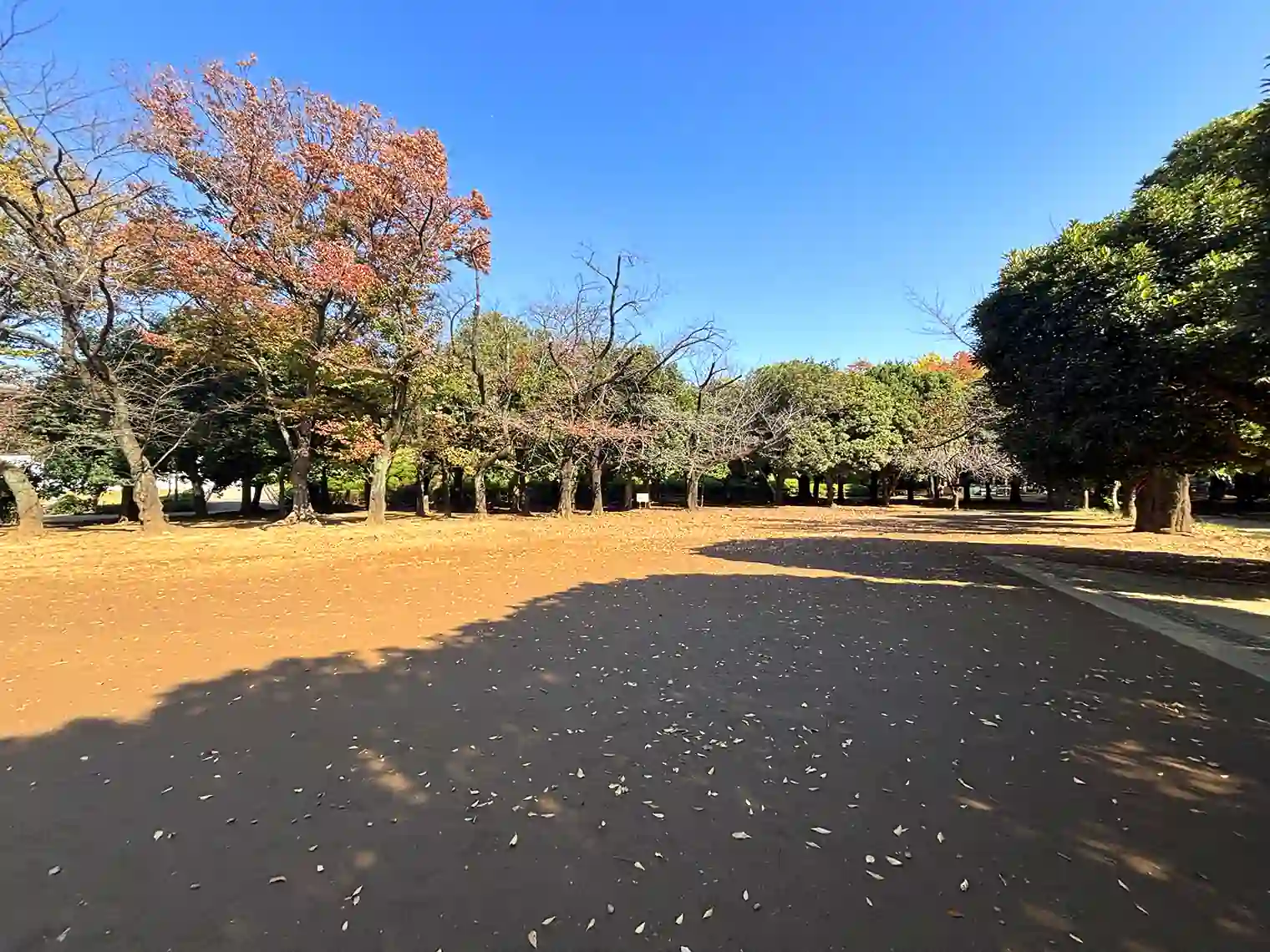 かえで広場