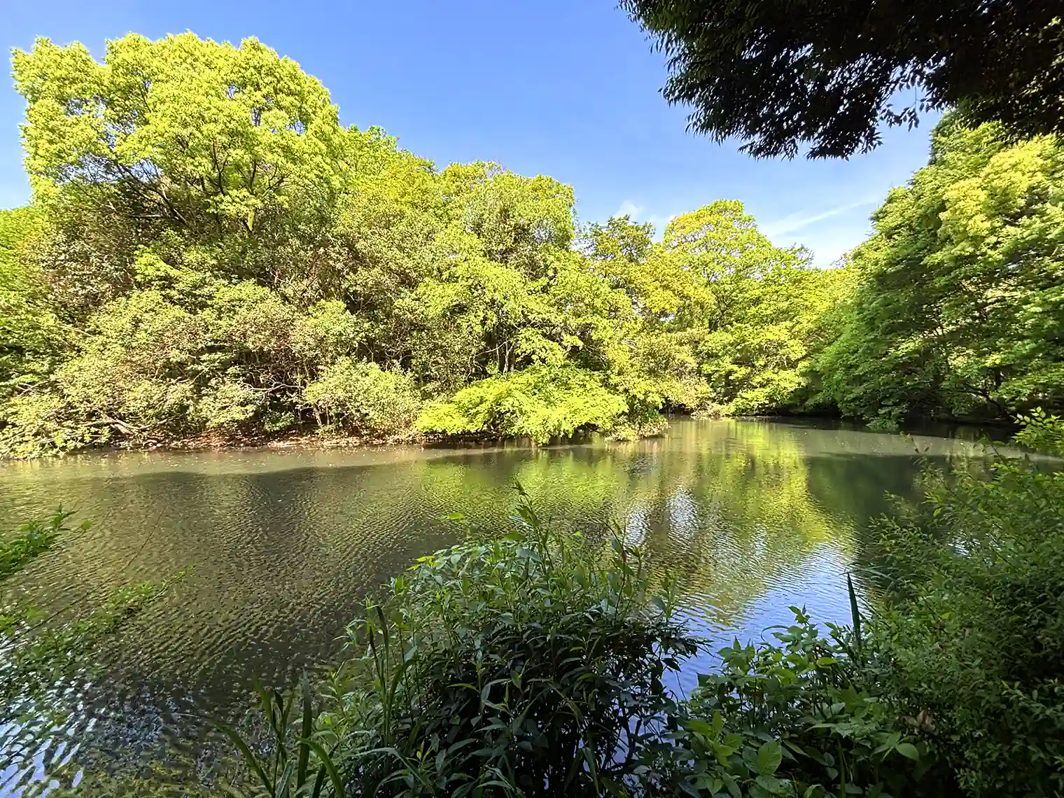 和田堀池