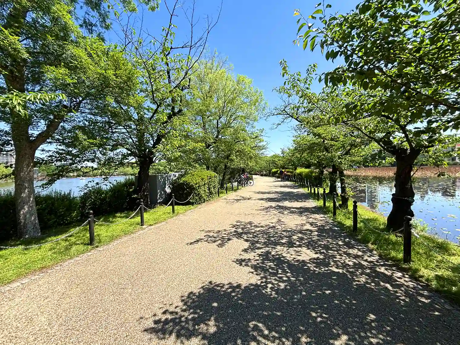 不忍池の遊歩道