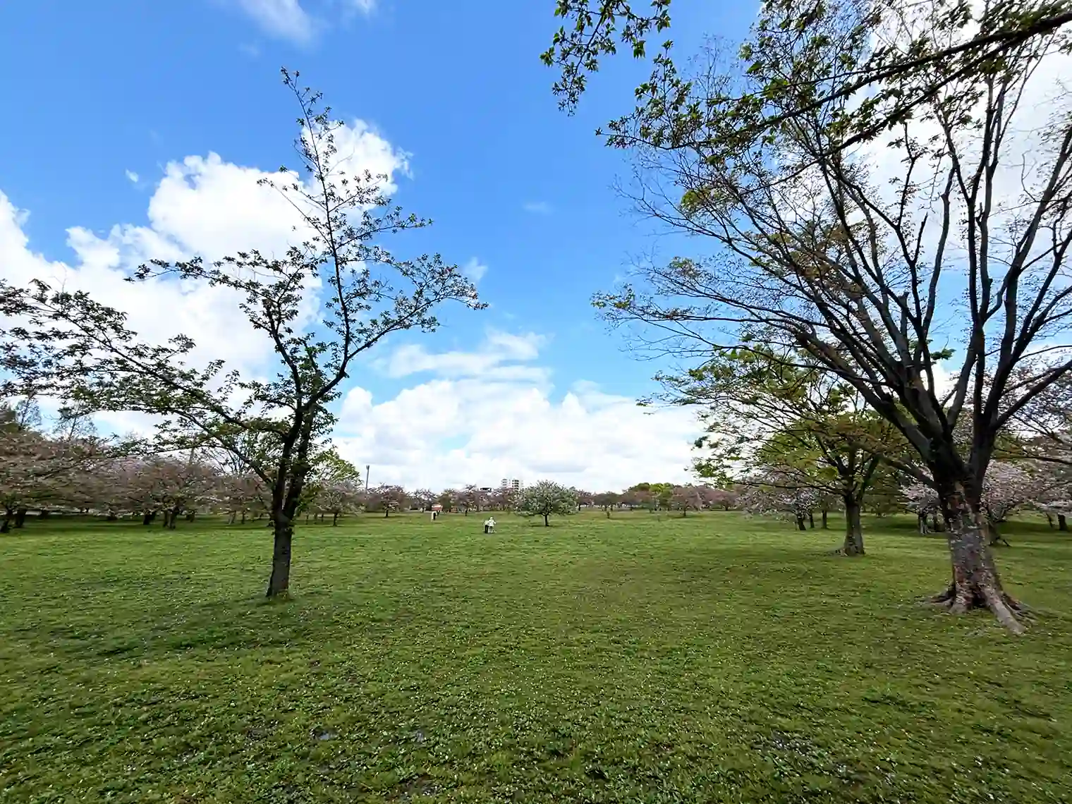 お花見広場（B地区）