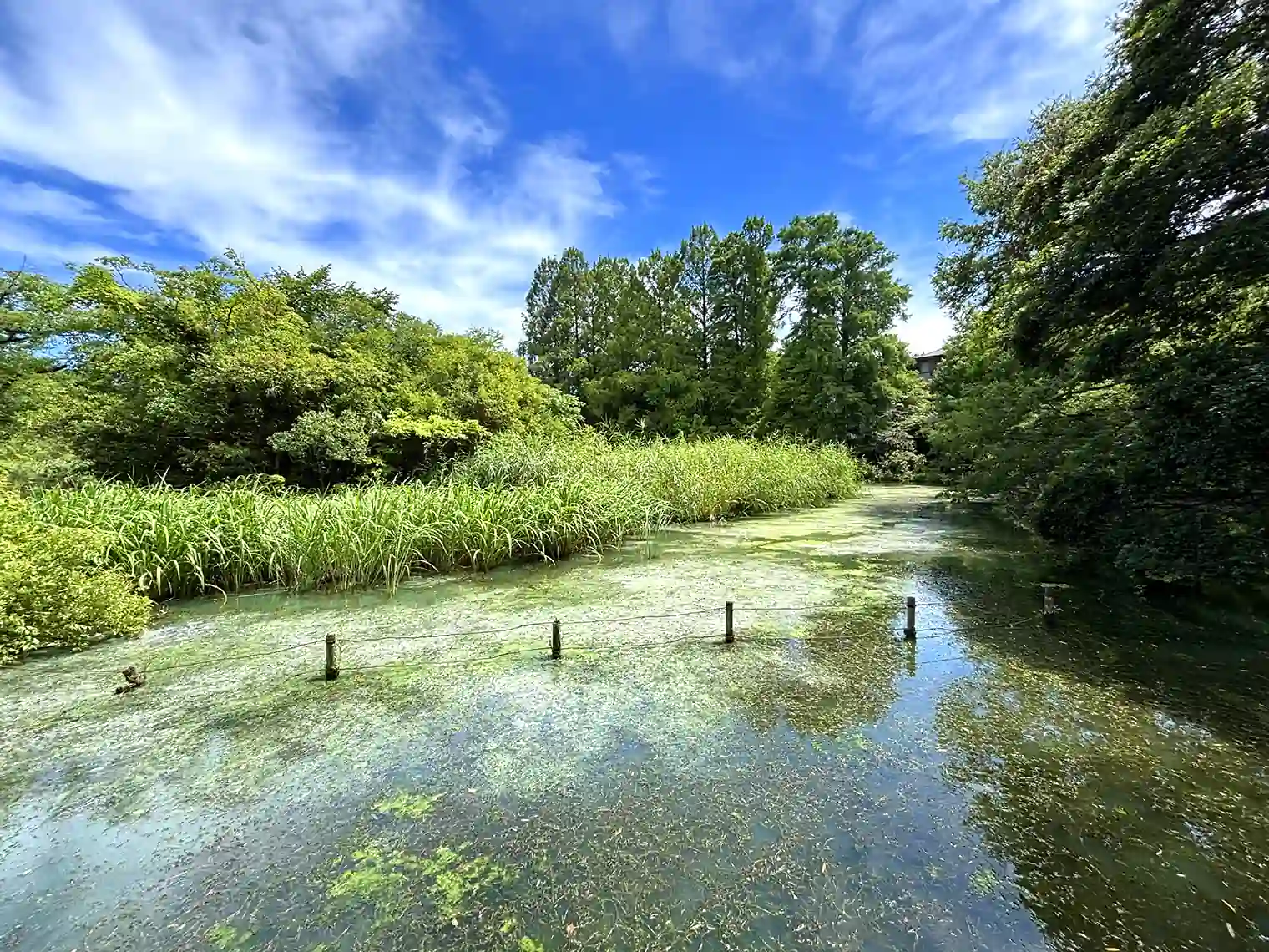 善福寺池（下の池）